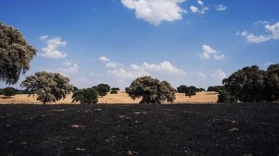 La Comunidad de Madrid rehabilitará 116 hectáreas dañadas por incendio en Monte de Viñuelas