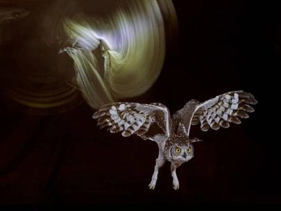 José Ignacio García-Orea se lleva el primer premio del concurso de fotografía de la AFSSR con 'Áfrika'