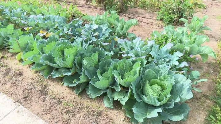 Entrega de llaves a los nuevos usuarios de los huertos urbanos en Sanse