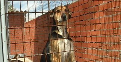 Polémica por la elección de los ponentes de la jornada de Adopción de Mascotas y Bienestar Animal