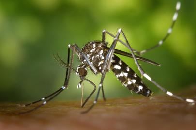 Alcobendas llama a eliminar el agua estancada para frenar la expansión del mosquito tigre