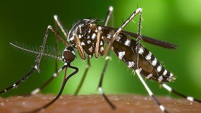 Alerta sobre los riesgos de las picaduras de insectos y cómo prevenirlos
