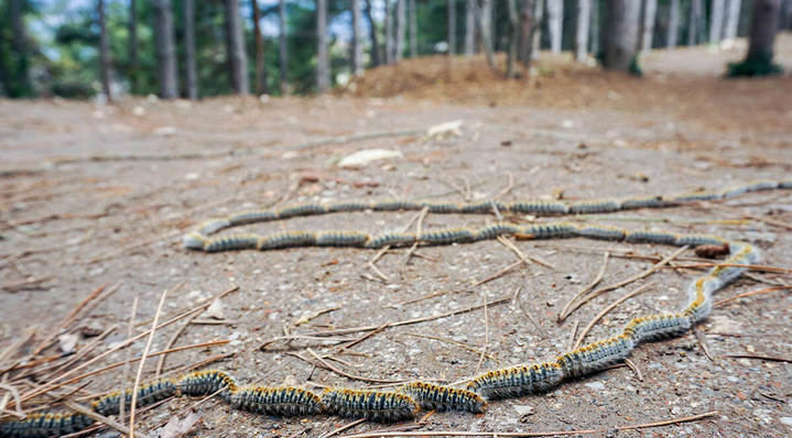 La oruga procesionaria se adelanta a la primavera y empieza a suponer un problema