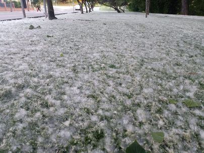 Cuidado con la pelusa de los chopos ante el riesgo de incendios
