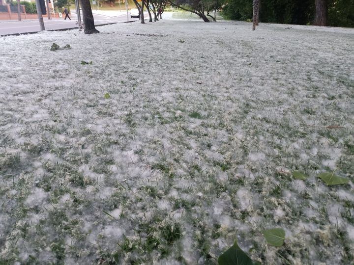 Cuidado con la pelusa de los chopos ante el riesgo de incendios