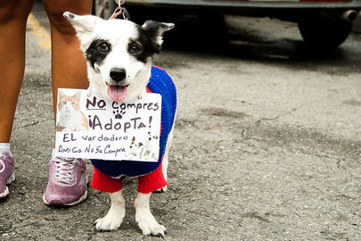 Alcobendas pone en marcha un Servicio de Adopción de Mascotas