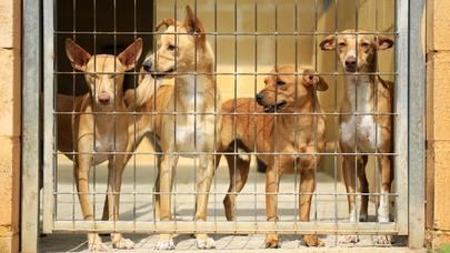 Impactante hallazgo de 30 perros abandonados y enjaulados cerca de un área comercial