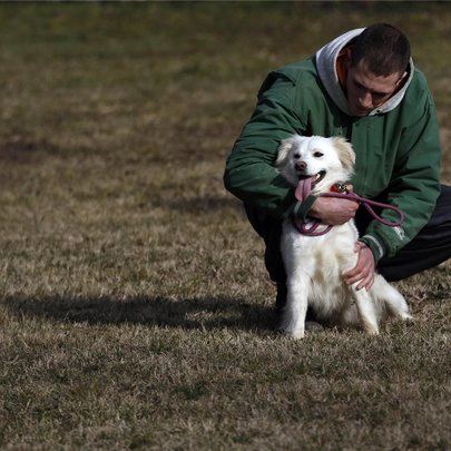 Denuncian la presunta intoxicación de varios perros en Sanse