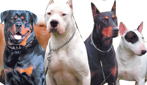La Policía local detecta 16 infracciones en la campaña de control de perros peligrosos 