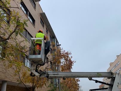 Más de 3.900 árboles serán tratados en 50 puntos de la ciudad