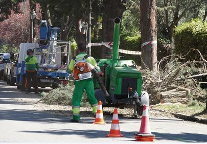 Poda y siembras en rotondas renuevan la imagen del Soto de La Moraleja
