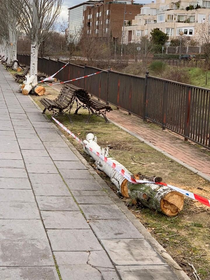 Sustitución de los chopos en el parque del Arroyo de la Vega