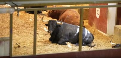 Visitas gratuitas a los corrales de suelta en las fiestas de San Sebastián de los Reyes